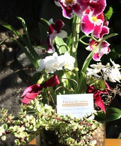 MAJESTIC ORCHID GARDEN