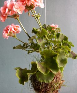 SPRING ON A STRING