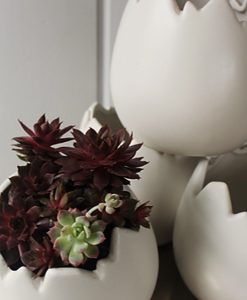HATCHED - A FLOWERCRATES EXCLUSIVE
