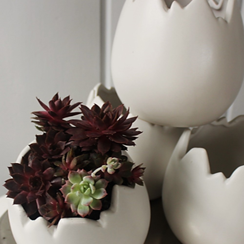 HATCHED - A FLOWERCRATES EXCLUSIVE