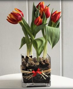 ON THE ROCKS - SPRING BULBS